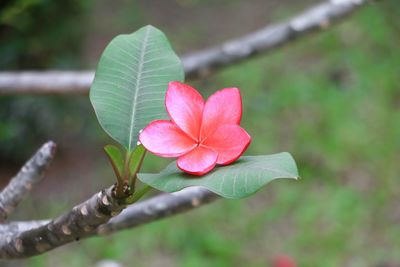 Close-up of pink flowering plant