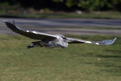 View of bird flying