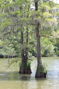 Trees by river in forest against sky