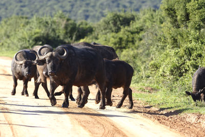 Buffaloes walking on dirt road against trees