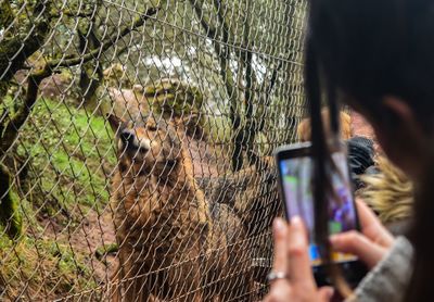 Close-up of person photographing through smart phone on tree