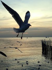 Seagulls flying over sea