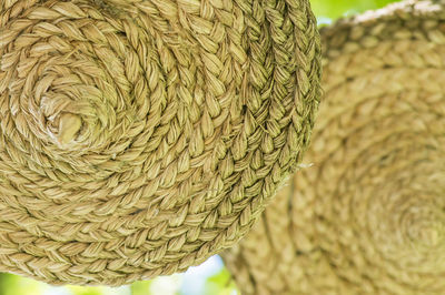 Close-up of hat on plant