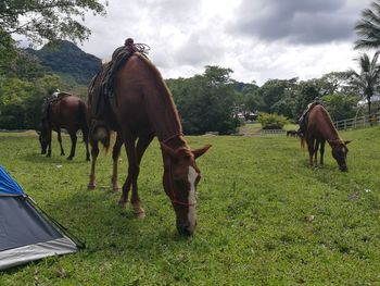 Horses on grassy field