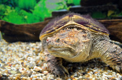 Close-up of tortoise in water