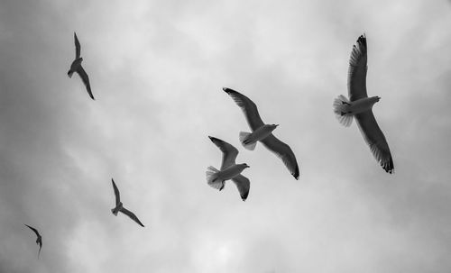 Seagulls in the grey sky