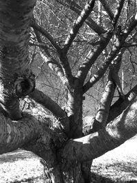 Low angle view of bare tree in forest