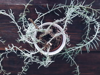 Close-up of plant on table