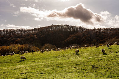 Scenic view of grassy field against sky