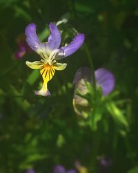 Close-up of purple flower