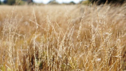 Close-up of wheat growing on field