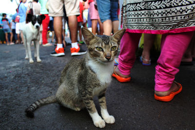 Low section of woman with cat on street in city