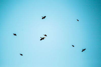 Low angle view of birds flying against clear sky