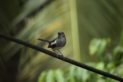 Bird perching on branch