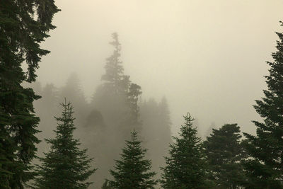 Pine trees in forest against sky during winter