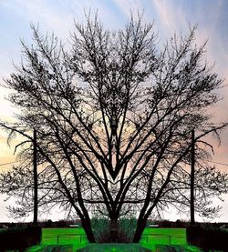 Bare trees on grassy field