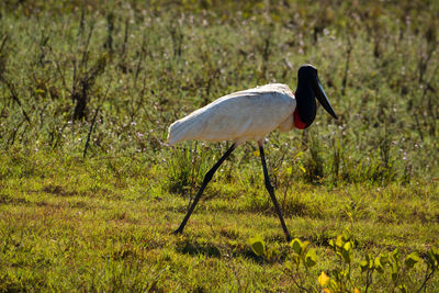 Jabiru stork flying on rio cuiaba, pantanal matogrosso brazil