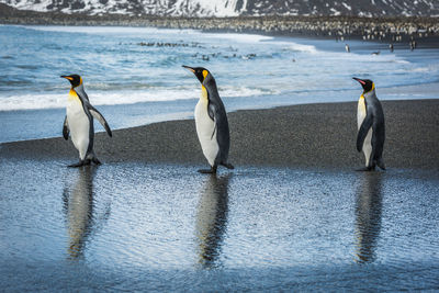 Emperor penguins at sea shore