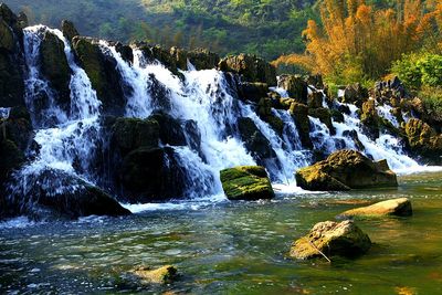 Scenic view of waterfall in forest