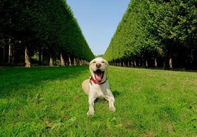 Portrait of dog on field