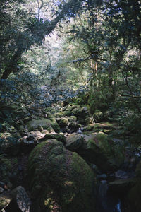 Scenic view of waterfall in forest