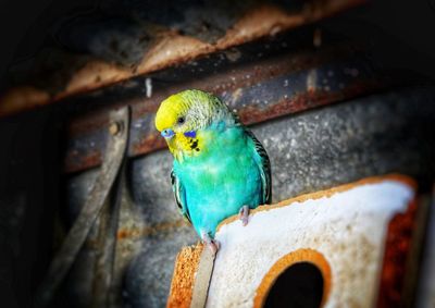 High angle view of parrot perching