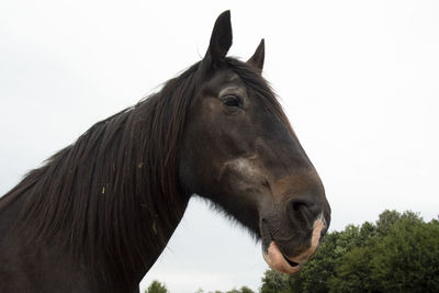 Horse against clear sky