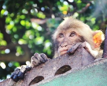 Portrait of monkey on tree