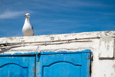 Seagull perching on blue wall