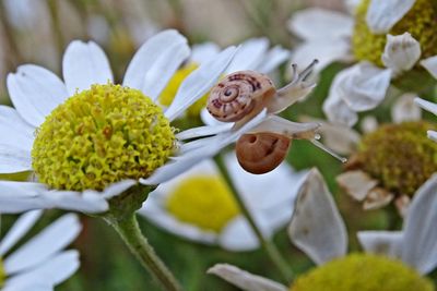 Close-up of flowers blooming outdoors