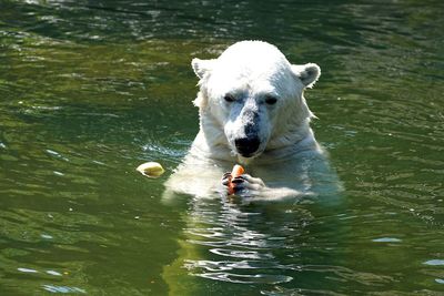 High angle view of polar bear eating carrot while swimming in lake
