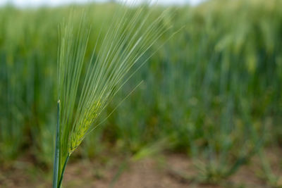 Close-up of crops growing on field