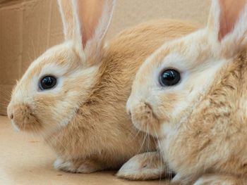 Close up shot of rabbit