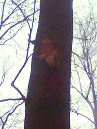 Close-up of bare tree in forest