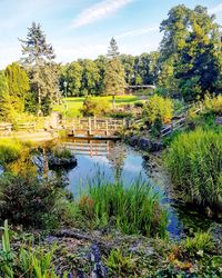 Plants growing in water