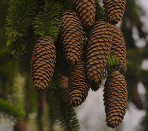 Close-up of pine cone on tree