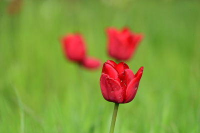 Close-up of red poppy flower