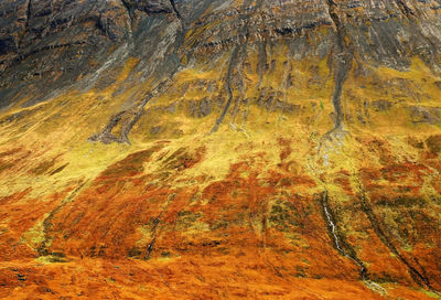 Full frame shot of moss on rock during autumn