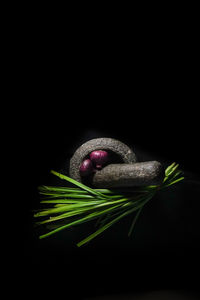 Close-up of flower over black background