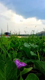 Close-up of flower blooming in field against sky