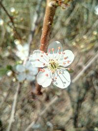 Close-up of white flowers