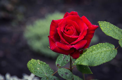 Close-up of red rose blooming in park