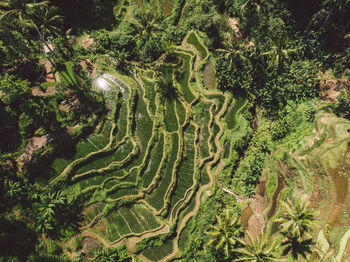 Scenic view of agricultural field