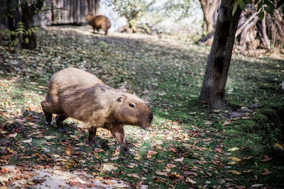 Close-up of pig