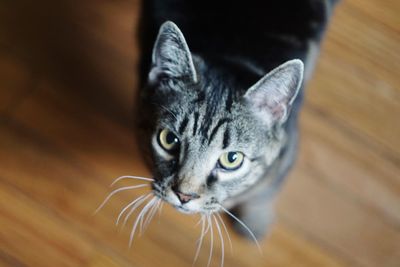 High angle portrait of cat on hardwood floor