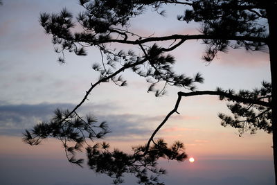 Low angle view of silhouette tree against sky during sunset