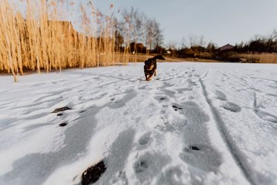 Dog walking on snow covered field