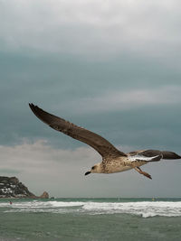 Seagull flying over sea against sky