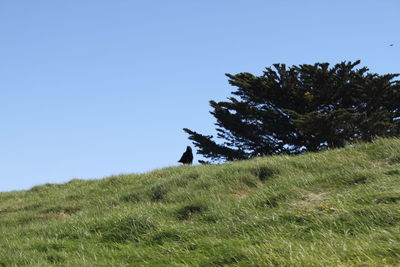 Trees on field against clear sky