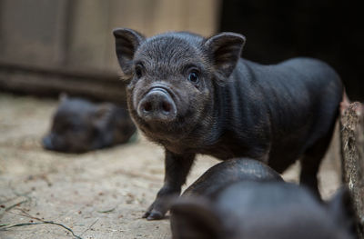 Close-up portrait of a pig